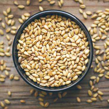 Research Wheat Seeds