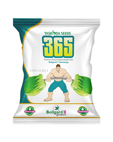 365 BGII